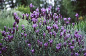 Lavandula 'Willow Vale'