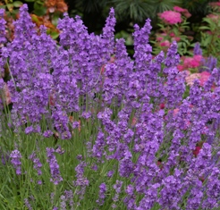 Lavandula 'Wyckoff'