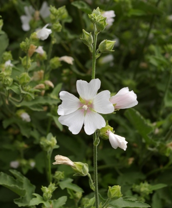 Lavatera thuringiaca 'Ice Cool'