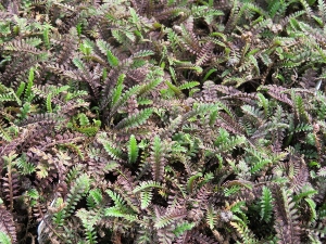 Leptinella squalida 'Platt's Black'