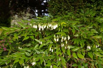 Leucothoe keiskei