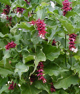 Leycesteria formosa