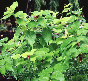 Leycesteria 'Golden Lanterns'