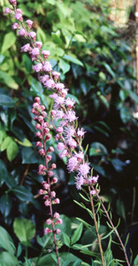 Liatris aspera