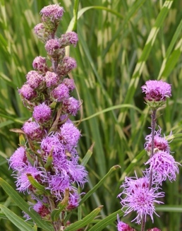 Liatris elegans