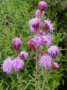 Liatris ligulistylis