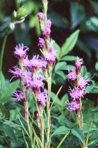 Liatris punctata