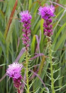 Liatris pycnostachya