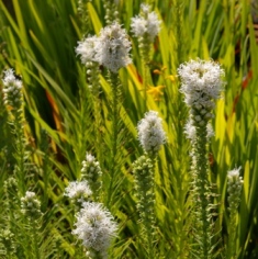 Liatris spicata 'Alba'