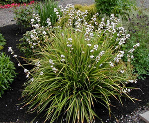 Libertia grandiflora