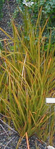 Libertia peregrinans