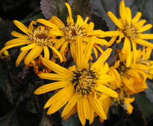 Ligularia 'Britt-Marie Crawford'