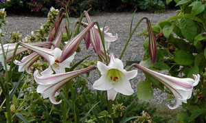Lilium formosanum var. pricei