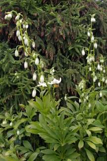 Lilium martagon v. album