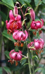 Lilium martagon var. caucasicum