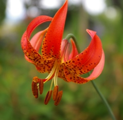 Lilium michiganense