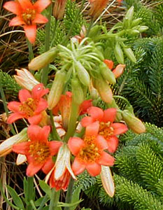 Lilium parvum