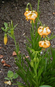 Lilium wigginsii