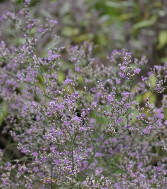Limonium gmelinii
