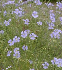 Linum lewisii