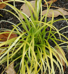 Liriope muscari 'PeeDee Ingot'