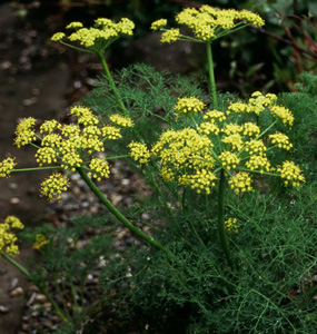 Lomatium grayi