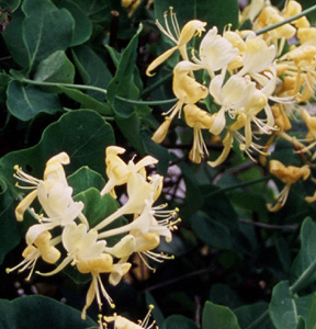 Lonicera caprifolium 'Anna Fletcher'