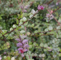 Lonicera nitida 'Red Tips'