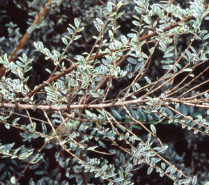 Lonicera nitida 'Silver Beauty'