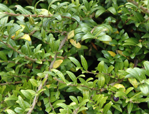 Lonicera pileata