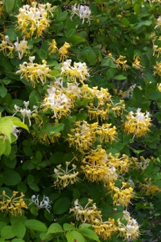 Lonicera sempervirens 'Magnifica'