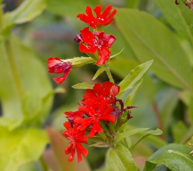 Lychnis chalcedonica