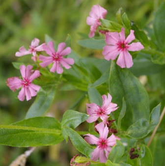 Lychnis chalcedonica 'Morgenrot'