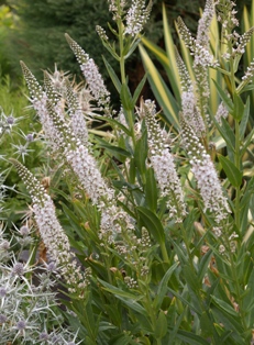 Lysimachia ephemerum