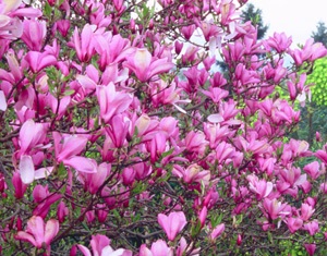 Magnolia 'Ann'