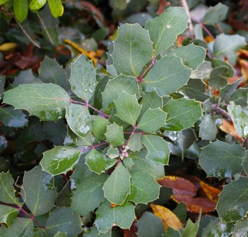 Mahonia repens