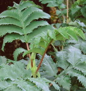 Melianthus major 'Antonow's Blue'