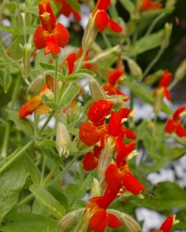 Mimulus cardinalis