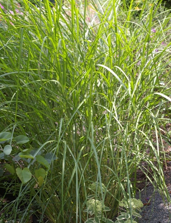 Miscanthus sinensis 'Arabesque'