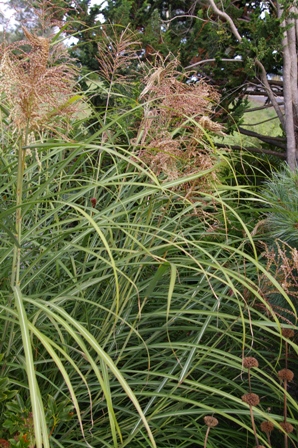 Miscanthus sinensis 'Autumn Light'