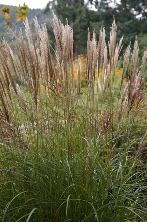 Miscanthus sinensis 'Flamingo'