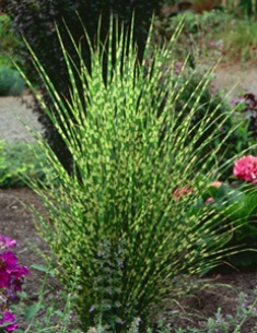 Miscanthus sinensis 'Gold Bar'