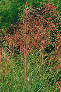 Miscanthus sinensis 'Gracillimus'