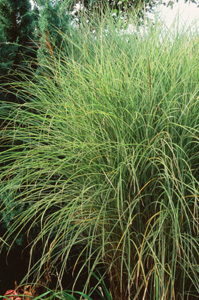 Miscanthus sinensis 'Morning Light'