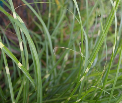 Miscanthus sinensis 'Puenktchen'
