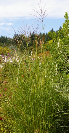 Miscanthus sinensis 'Silberfeder'