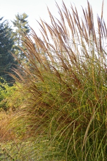 Miscanthus sinensis 'Silberspinne'