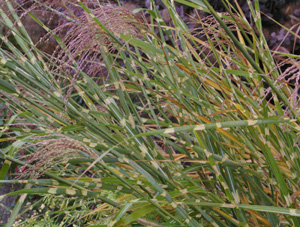 Miscanthus sinensis 'Strictus'