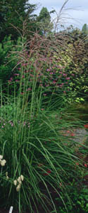 Miscanthus sinensis 'Undine'