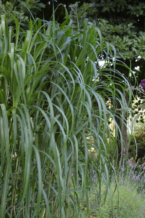 Miscanthus sinensis var. condensatus